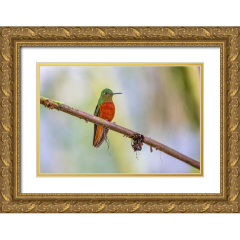 Chestnut-breasted Coronet-Ecuador Gold Ornate Wood Framed Art Print with Double Matting by Jones, Adam