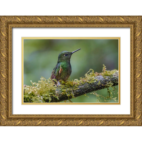 Buff-tailed Coronet-Ecuador Gold Ornate Wood Framed Art Print with Double Matting by Jones, Adam