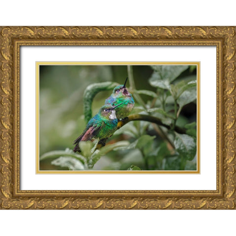 Pair of Green-crowned brilliant-Ecuador Gold Ornate Wood Framed Art Print with Double Matting by Jones, Adam