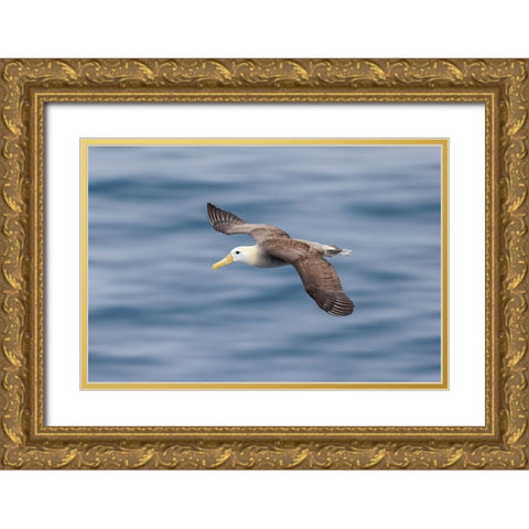 Waved albatross flying-Espanola Island-Galapagos Islands-Ecuador Gold Ornate Wood Framed Art Print with Double Matting by Jones, Adam