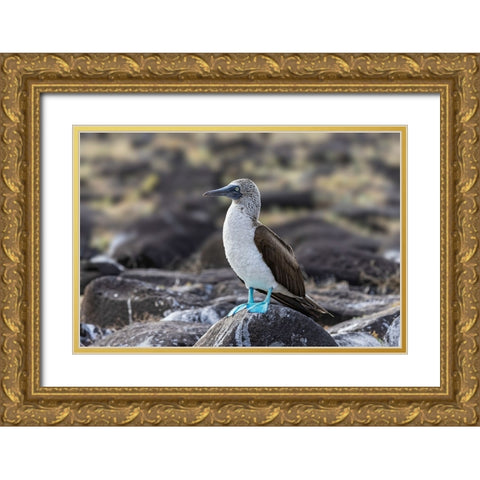 Blue-footed Boobie-Espanola Island-Galapagos Islands-Ecuador Gold Ornate Wood Framed Art Print with Double Matting by Jones, Adam