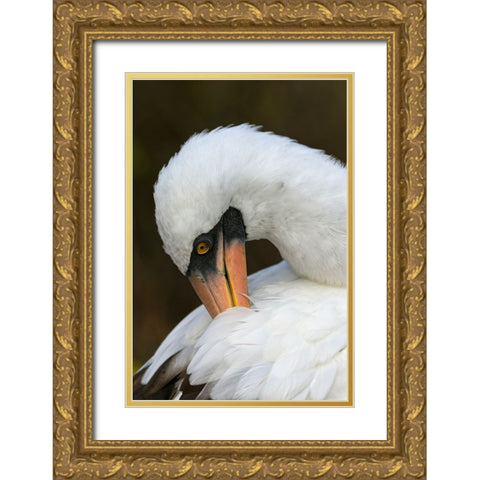 Nazca booby preening feathers-Espanola Island-Galapagos Islands-Ecuador Gold Ornate Wood Framed Art Print with Double Matting by Jones, Adam