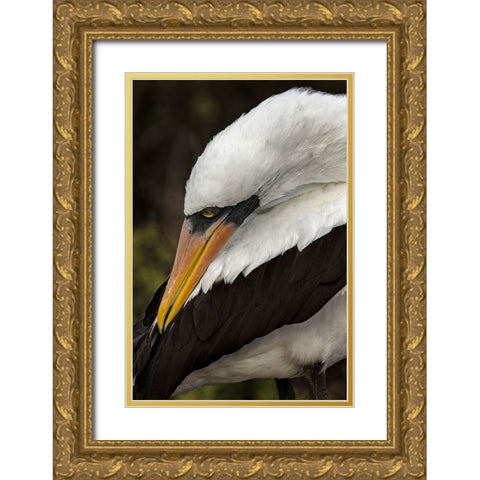 Nazca booby preening feathers-Espanola Island-Galapagos Islands-Ecuador Gold Ornate Wood Framed Art Print with Double Matting by Jones, Adam