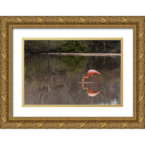 Galapagos Flamingo or Caribbean flamingo-Flamingo Lagoon-Punta Cormorant Floreana Island Gold Ornate Wood Framed Art Print with Double Matting by Jones, Adam