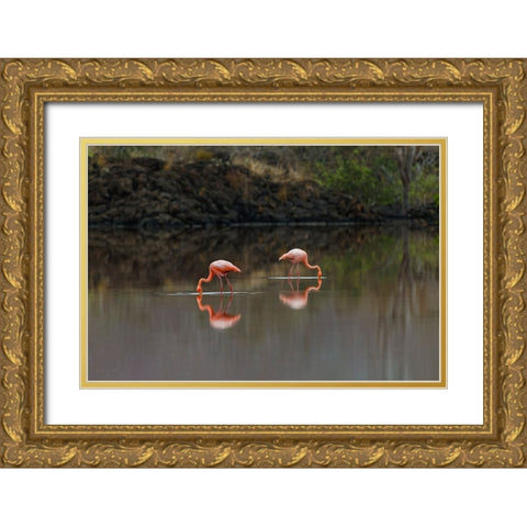 Galapagos Flamingo or Caribbean flamingo-Flamingo Lagoon-Punta Cormorant Floreana Island Gold Ornate Wood Framed Art Print with Double Matting by Jones, Adam