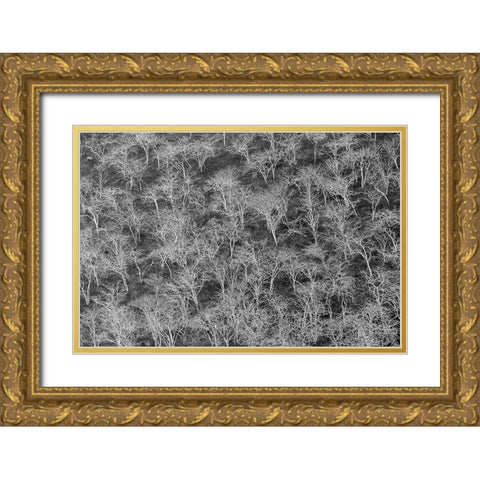 Hillside of palo santo trees Floreana Island-Galapagos Islands-Ecuador Gold Ornate Wood Framed Art Print with Double Matting by Jones, Adam