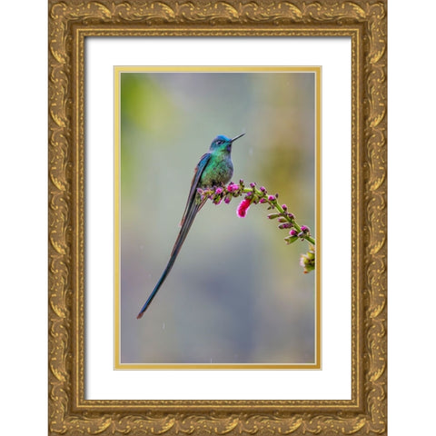 Male Long-tailed sylph-Ecuador Gold Ornate Wood Framed Art Print with Double Matting by Jones, Adam