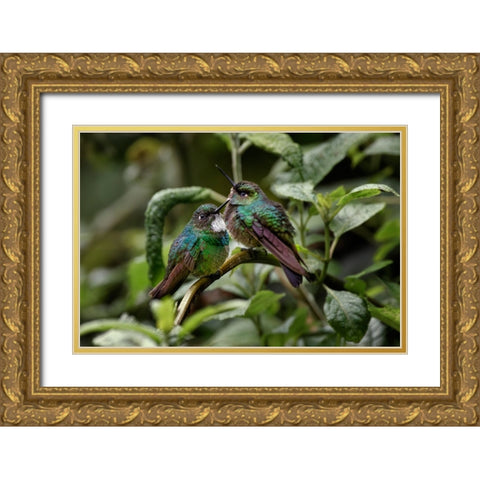 Pair of Green-crowned brilliant-Ecuador Gold Ornate Wood Framed Art Print with Double Matting by Jones, Adam