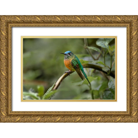 Female Long-tailed sylph-Ecuador Gold Ornate Wood Framed Art Print with Double Matting by Jones, Adam