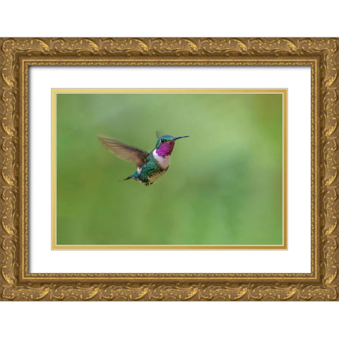 White-bellied woodstar flying-Ecuador Gold Ornate Wood Framed Art Print with Double Matting by Jones, Adam