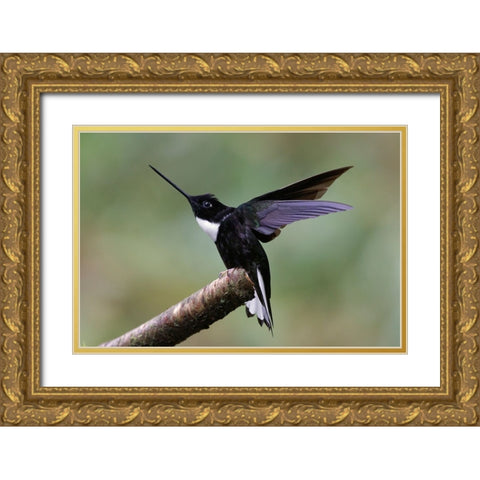 Collared Inca Ecuador Gold Ornate Wood Framed Art Print with Double Matting by Jones, Adam