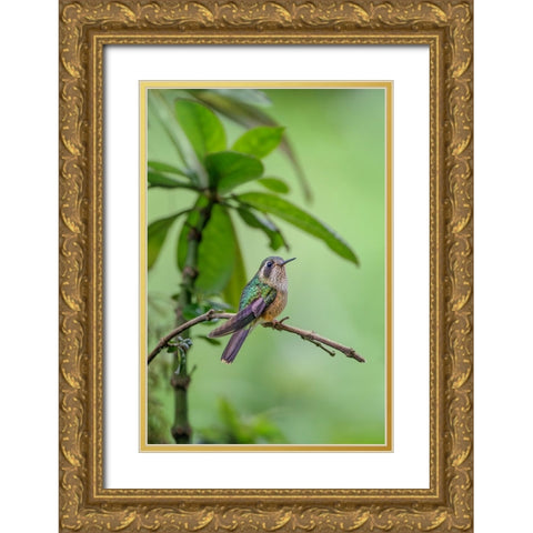 Speckled hummingbird-Ecuador Gold Ornate Wood Framed Art Print with Double Matting by Jones, Adam