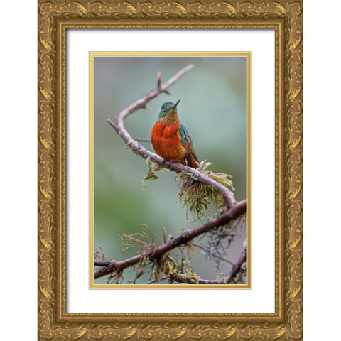 Chestnut-breasted Coronet-Ecuador Gold Ornate Wood Framed Art Print with Double Matting by Jones, Adam