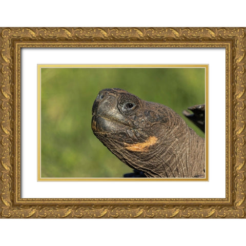 Galapagos giant tortoise Genovesa Island-Galapagos Islands-Ecuador Gold Ornate Wood Framed Art Print with Double Matting by Jones, Adam