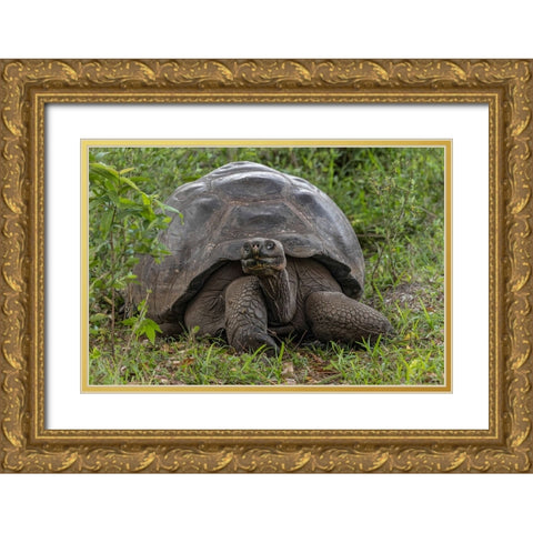 Galapagos giant tortoise Genovesa Island-Galapagos Islands-Ecuador Gold Ornate Wood Framed Art Print with Double Matting by Jones, Adam