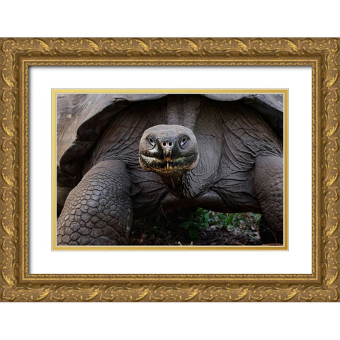 Galapagos giant tortoise Genovesa Island-Galapagos Islands-Ecuador Gold Ornate Wood Framed Art Print with Double Matting by Jones, Adam