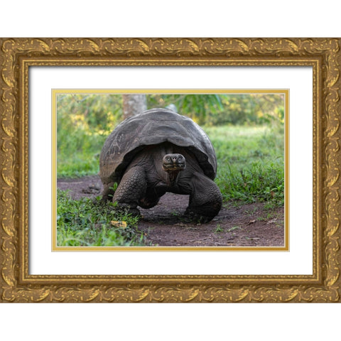 Galapagos giant tortoise Genovesa Island-Galapagos Islands-Ecuador Gold Ornate Wood Framed Art Print with Double Matting by Jones, Adam