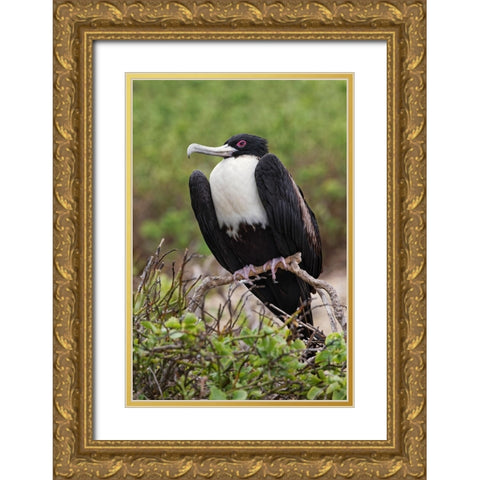 Female Great frigatebird-Genovesa Island-Ecuador Gold Ornate Wood Framed Art Print with Double Matting by Jones, Adam