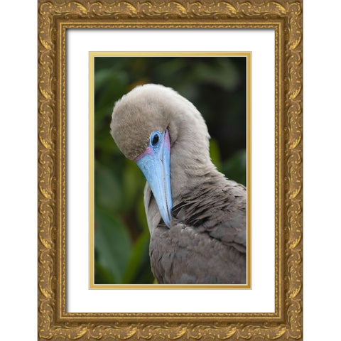 Red-footed booby nestling Genovesa Island-Galapagos Islands-Ecuador Gold Ornate Wood Framed Art Print with Double Matting by Jones, Adam