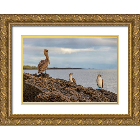 Blue-footed booby and brown pelican-Ecuador-Galapagos Islands-Santa Cruz Island Gold Ornate Wood Framed Art Print with Double Matting by Jones, Adam