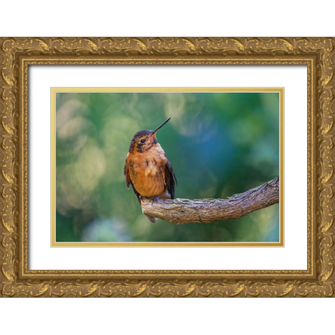 Shining sunbeam-Ecuador Gold Ornate Wood Framed Art Print with Double Matting by Jones, Adam