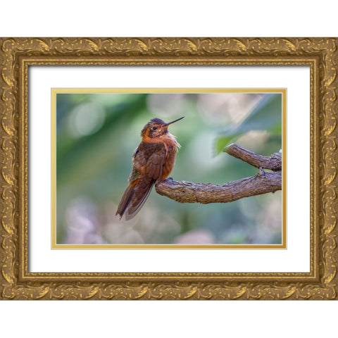 Shining sunbeam-Ecuador Gold Ornate Wood Framed Art Print with Double Matting by Jones, Adam