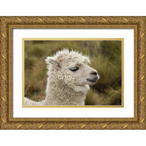 Alpaca-Antisana Ecological Reserve-Ecuador Gold Ornate Wood Framed Art Print with Double Matting by Jones, Adam
