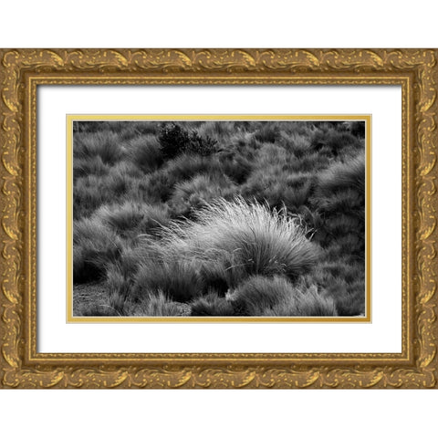 Paramo grass-Antisana Ecological Reserve-Ecuador Gold Ornate Wood Framed Art Print with Double Matting by Jones, Adam