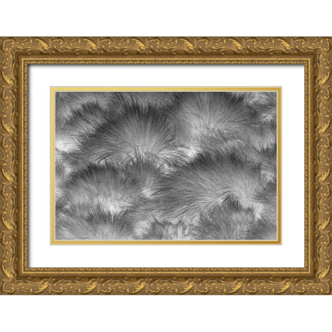Paramo grass-Antisana Ecological Reserve-Ecuador Gold Ornate Wood Framed Art Print with Double Matting by Jones, Adam