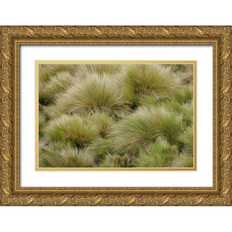 Paramo grass-Antisana Ecological Reserve-Ecuador Gold Ornate Wood Framed Art Print with Double Matting by Jones, Adam