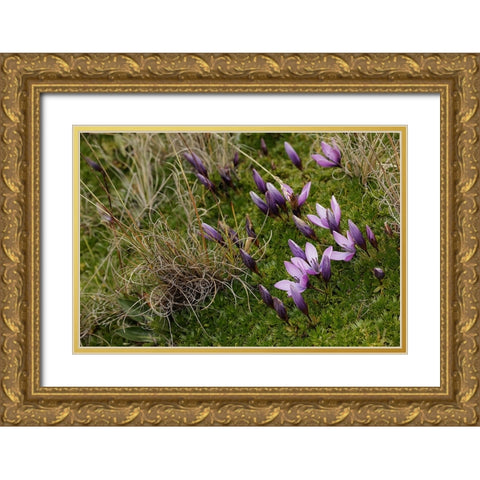 Gentian flowers-Antisana National Park-Ecuador Gold Ornate Wood Framed Art Print with Double Matting by Jones, Adam