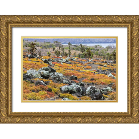 Carpet weed along with Opuntia prickly pear cactus-South Plaza Island-Galapagos Islands-Ecuador Gold Ornate Wood Framed Art Print with Double Matting by Jones, Adam