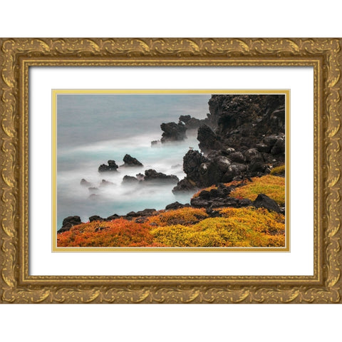 Rocky shoreline covered in Sesuvium-South Plaza Island-Galapagos Islands-Ecuador Gold Ornate Wood Framed Art Print with Double Matting by Jones, Adam