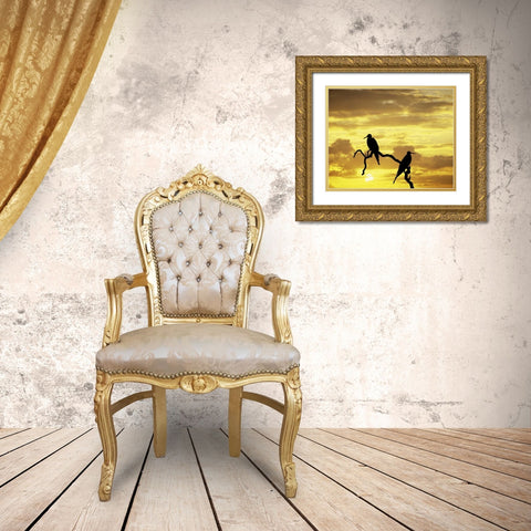 Ecuador, Galapagos Silhouette of frigate birds Gold Ornate Wood Framed Art Print with Double Matting by Zuckerman, Jim