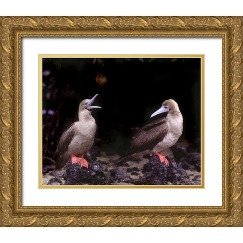 Ecuador, Galapagos Islands Red-footed boobies Gold Ornate Wood Framed Art Print with Double Matting by Zuckerman, Jim