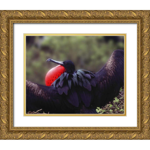 Ecuador, Galapagos Spread-eagled frigatebird Gold Ornate Wood Framed Art Print with Double Matting by Zuckerman, Jim