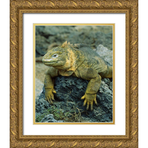 Ecuador, Galapagos Islands Detail of land iguana Gold Ornate Wood Framed Art Print with Double Matting by Zuckerman, Jim