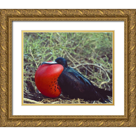 Ecuador, Galapagos Frigatebird with red pouch Gold Ornate Wood Framed Art Print with Double Matting by Zuckerman, Jim