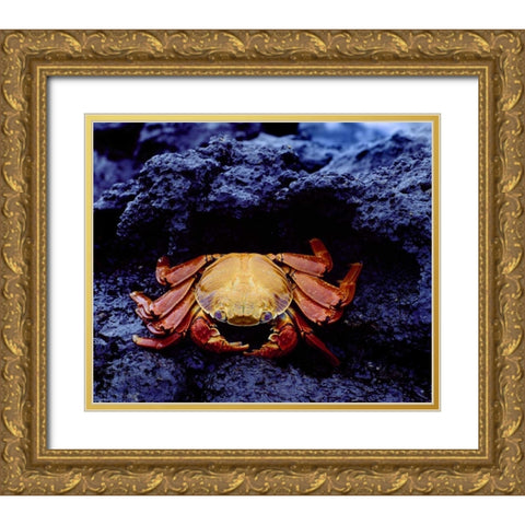 Ecuador, Galapagos Sally lightfoot crab Gold Ornate Wood Framed Art Print with Double Matting by Zuckerman, Jim