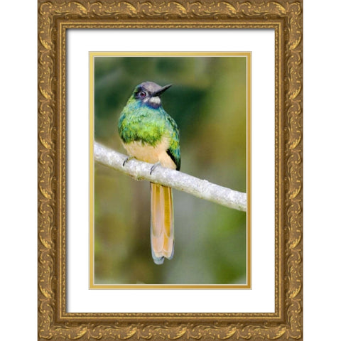 Ecuador, Napo Reserve Rufous-tailed jacamar Gold Ornate Wood Framed Art Print with Double Matting by Williams, Joanne