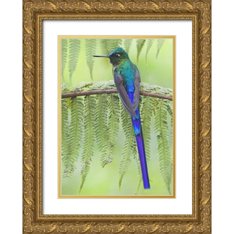 Ecuador Violet-tailed sylph on fern branch Gold Ornate Wood Framed Art Print with Double Matting by Williams, Joanne