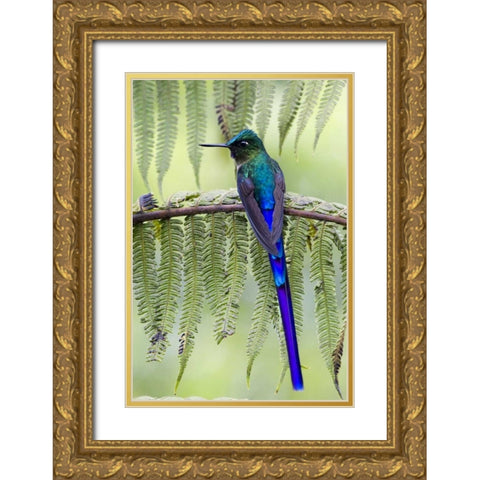 Ecuador Violet-tailed sylph on fern branch Gold Ornate Wood Framed Art Print with Double Matting by Williams, Joanne
