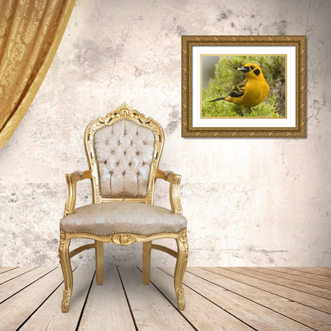 Ecuador Golden tanager feeding in foliage Gold Ornate Wood Framed Art Print with Double Matting by Williams, Joanne