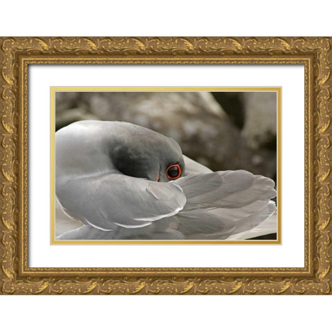 Ecuador, Galapagos NP Swallow-tailed gull Gold Ornate Wood Framed Art Print with Double Matting by Illg, Cathy and Gordon