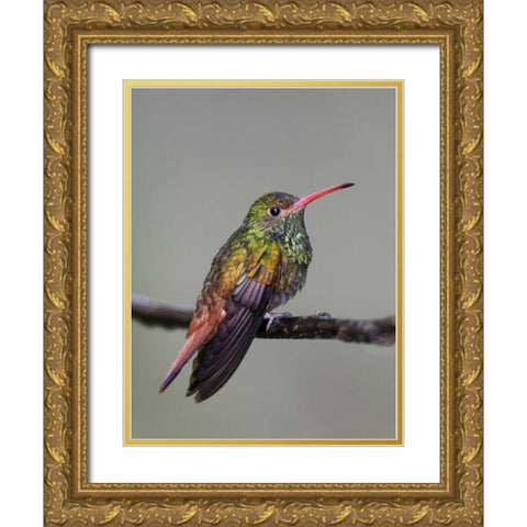 Ecuador Rufous-tailed hummingbird on limb Gold Ornate Wood Framed Art Print with Double Matting by Morris, Arthur