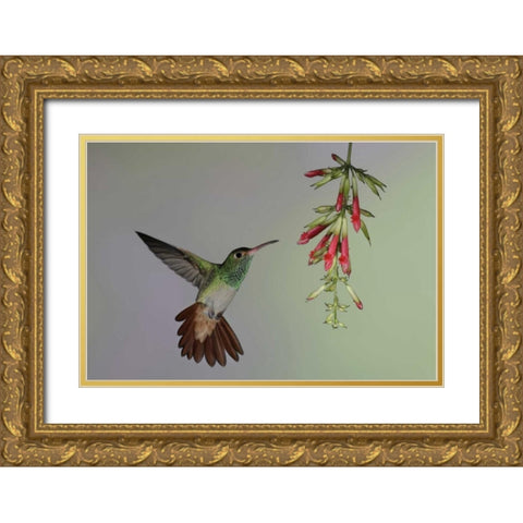Ecuador,  Rufous-tailed hummingbird at flower Gold Ornate Wood Framed Art Print with Double Matting by Morris, Arthur