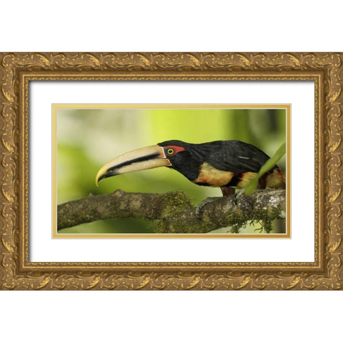 Ecuador, Los Bancos Pale-mandible aricari bird Gold Ornate Wood Framed Art Print with Double Matting by Morris, Arthur