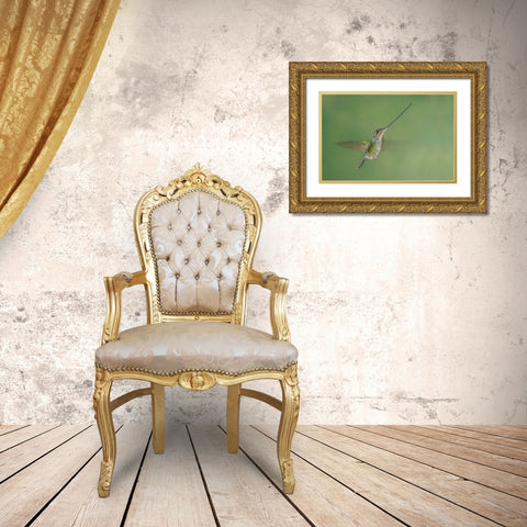 Ecuador, Guango Lodge Swordbilled hummingbird Gold Ornate Wood Framed Art Print with Double Matting by Morris, Arthur