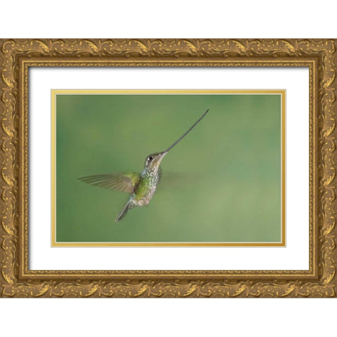 Ecuador, Guango Lodge Swordbilled hummingbird Gold Ornate Wood Framed Art Print with Double Matting by Morris, Arthur