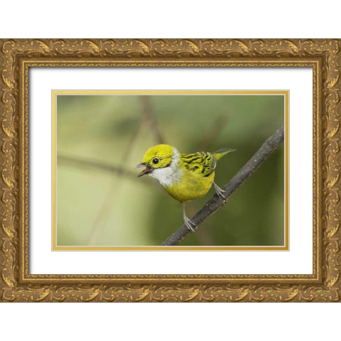 Ecuador, Los Bancos Silver-necked tanager Gold Ornate Wood Framed Art Print with Double Matting by Morris, Arthur